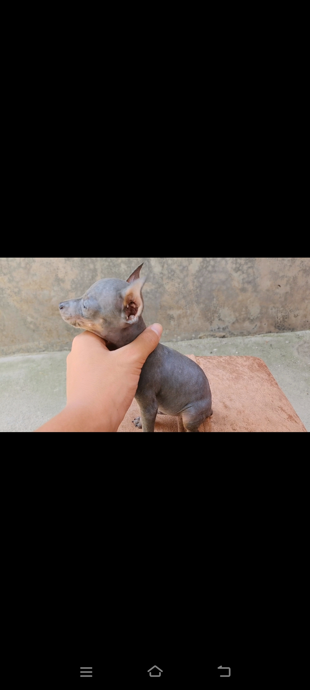 小体蓝色小鹿犬，成年三斤左右，疫苗齐全